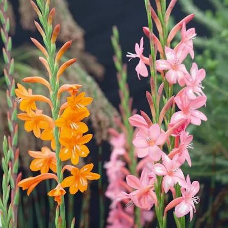 Watsonia Flower Seeds