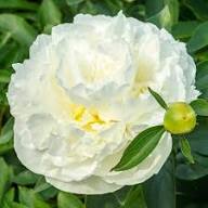 White Yellow Walter Mains Flower Seeds