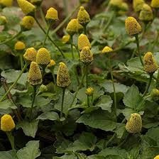Yellow Acmella oleracea Flower Seeds Exotic Flowering Plants Colorful Backyard Beauty Blooms Seeds for Planting Heirloom