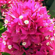 Pink Bougainvillea Flower Seeds – Easy Grow Blossoms Home Garden Decoration Seeds
