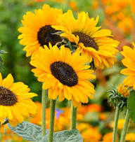 Yellow Dwarf Sunflower Seeds - Heirloom Non GMO High Germination Garden Seeds for Planting
