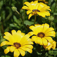 Echinacea Tangerine Flower Seeds Rare Blooming Plants Balcony Patio Gardening Colorful Seeds for Planting - Heirloom Non