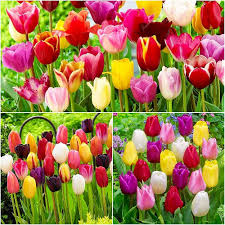 Mixed Tulip Flower Seeds