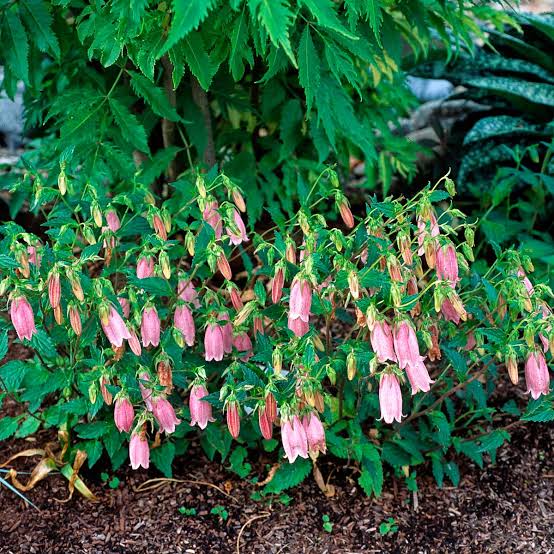 Pink Campanula Flower Seeds