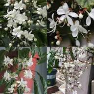 White Clerodendrum Flower Seeds Exotic Flowering Plants for Vibrant Backyard Beauty Seeds for Planting Heirloom Non GMO