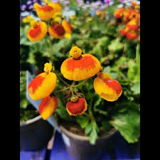 ORANGE CALCEOLARIA FLOWER SEEDS