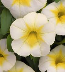 Yellow Lemon Calibrachoa Flower Seeds