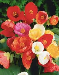 Mixed Abutilon Flower Seeds for Planting Heirloom Non-GMO High Germination Organic Garden Seeds - Heirloom Non GMO High
