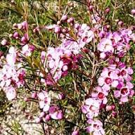 Pink Chamelaucium Flower Seeds