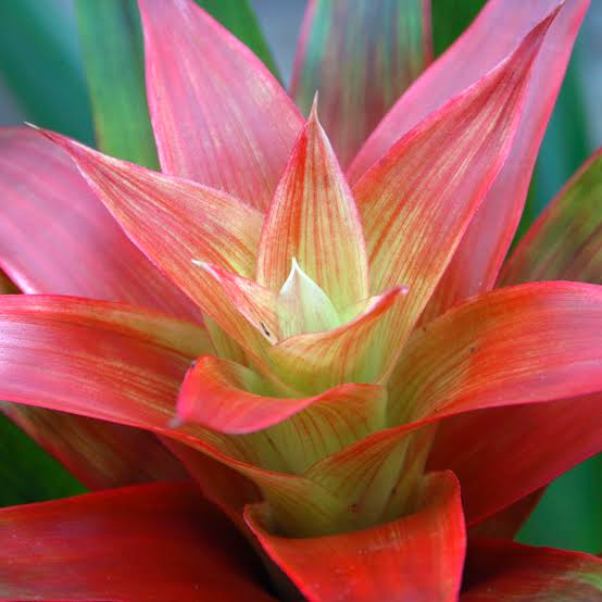 Bromeliad Flower Seeds