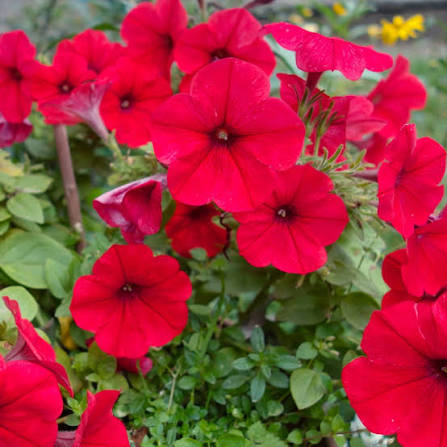 Red Petunia Flower Seeds