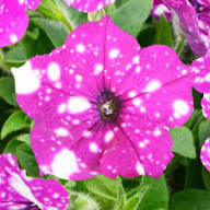 Pinksythia Flower Seeds for Planting - Heirloom Non GMO Premium Garden Seeds for Planting, High Germination Outdoor Plan