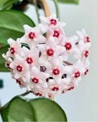 White Carnosa Flower Flower Seeds - Heirloom Non GMO High Germination Organic Garden Planting Seeds