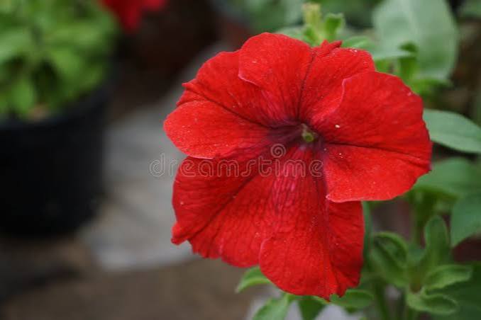 Red Petunia Flower Seeds