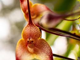 Dracula Simia Flower