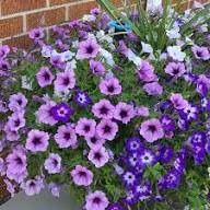 Violet Violet Petunia Flower Dark Fresh Planting Dark Petunias Flower Seeds Home Garden Seeds for Planting Heirloom