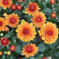 Orange Perennial Chrysanthemum Flower Seeds Heirloom Non-GMO High Germination Seeds for Planting - Heirloom Non GMO
