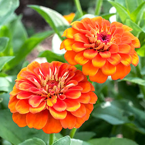 Orange Zinnia Flower Seeds for - Heirloom Non GMO Premium Garden Seeds for Planting, High Germination Outdoor Plants