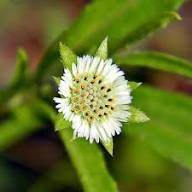 White Bhringraj Flower Flower Seeds - Heirloom Non GMO High Germination Organic Garden Planting Seeds