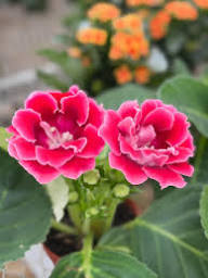 Pink Gloxinia Flower Seeds