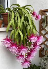 Mixed Epiphyllum Flower Seeds for Planting Heirloom Non-GMO High Germination Organic Garden Seeds Colorful Blooms -