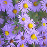 Purple Aster Flower Seeds - Heirloom Non-GMO High Germination Flower Seeds for Planting