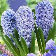 Hyacinth Flower Seeds