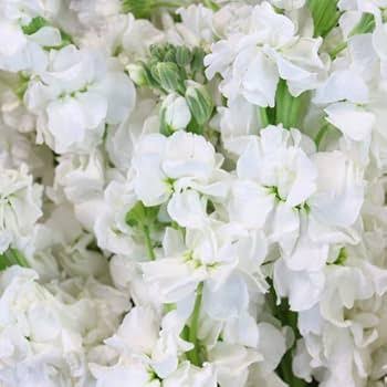 White Hoarystock Flower Seeds
