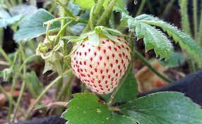 White Alpine Strawberry Fruit Perfect For Indoor Or Outdoor Gardens Fruit Seeds