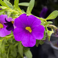 Mixed Calibrachoa Flower Seeds