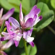 Pink Astragalus Flowers Seeds