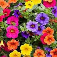Mixed Calibrachoa Flower Seeds