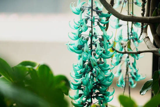 Green Strongylodon Flower Seeds