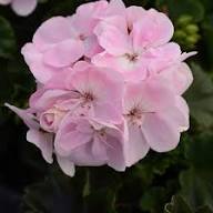 Pink Light Apple Geranium Flower Seeds