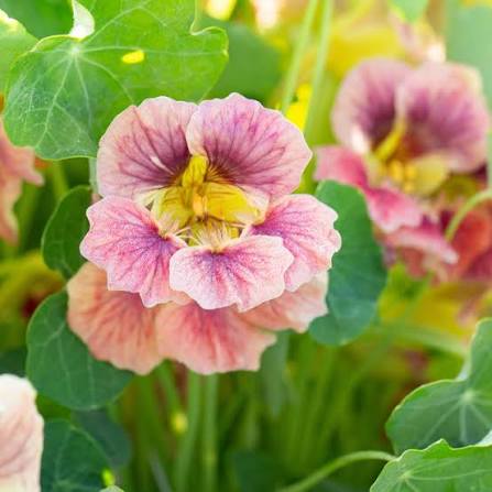 Pale Pink Nasturtium Flower Seeds - Heirloom Non GMO Premium Garden Seeds for Planting, High Germination Outdoor Plants