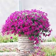 PURPLE CALIBRACHOA FLOWER SEEDS HEIRLOOM NON-GMO HIGH GERMINATION ORGANIC GARDEN SEEDS FOR PLANTING Seeds - Heirloom Non