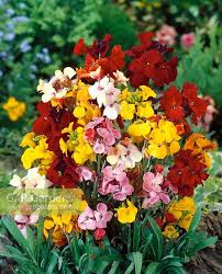 Mixed Erysimum Flower Seeds