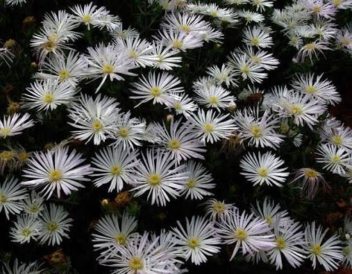 Lampranthus Flower for Planting Heirloom Non-GMO High Germination Organic Garden for Outdoor Landscapes Seeds - Heirlo