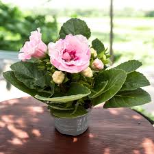 Pink Gloxinia Flower Seeds