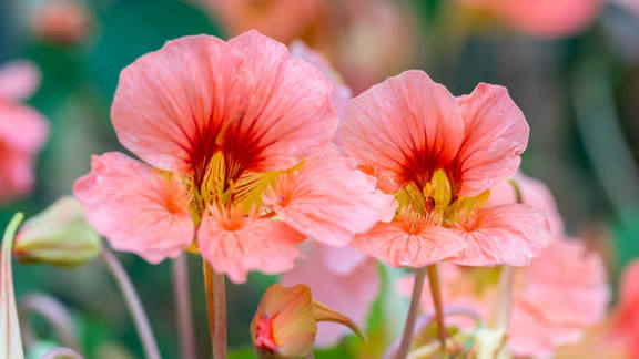 Pale Pink Nasturtium Flower Seeds