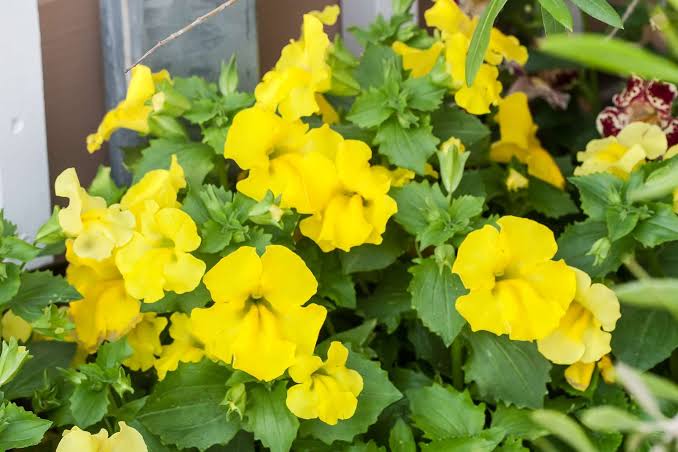 Yellow Mimulus Flower Seeds – Rare Blooming Plants for Balcony and Outdoor Gardens