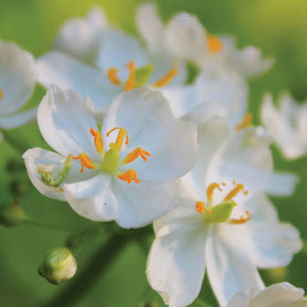Diphylleia Flower Seeds