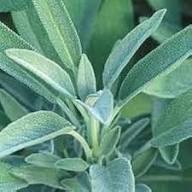 Sage Plant Seeds for Planting Heirloom Non-GMO High Germination Organic Garden Seeds Backyard Growing