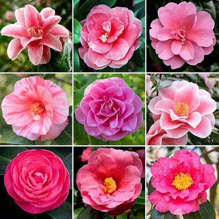 Pink Camellia Flower Seeds