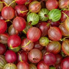 Red Grosella Fruit Seeds Red