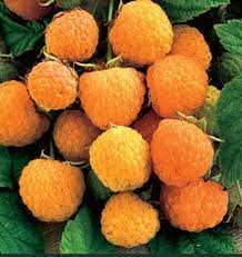 rare anne yellow raspberry fruit for planting ideal home garden heirloom Fruit seeds