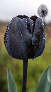 Black Tulip Flower Seeds