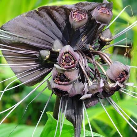 Black Tacca Chantrieri Flower Seeds