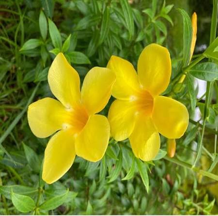 Pentalinon Luteum Flower Seeds