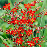 Mixed Crocosmia Flower Seeds - Heirloom Non GMO High Germination Flower Seeds for Planting